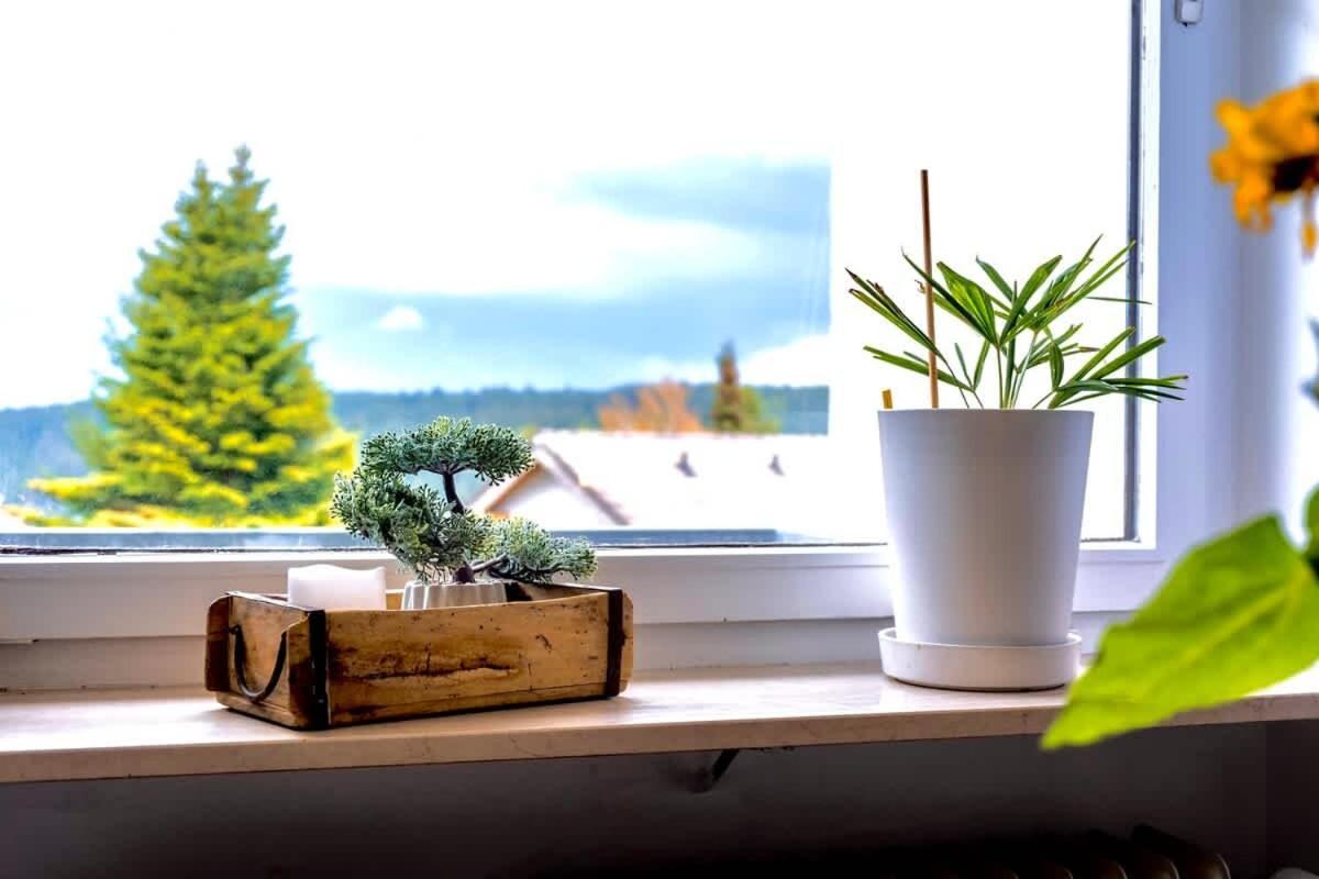 Relaxapartments Black Forest Nature Mit Beheiztem Indoor-Pool Und Sauna - Sonnenbalkon Mit Blick Ins Gruene, Schnelles Internet, Naehe Triberger Wasserfaelle, Fuer Bis Zu 2 Personen Шенвальд Екстер'єр фото